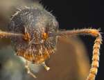 Forelophilus philippinensis minor Zettel & Zimmermann, 2007 frontal