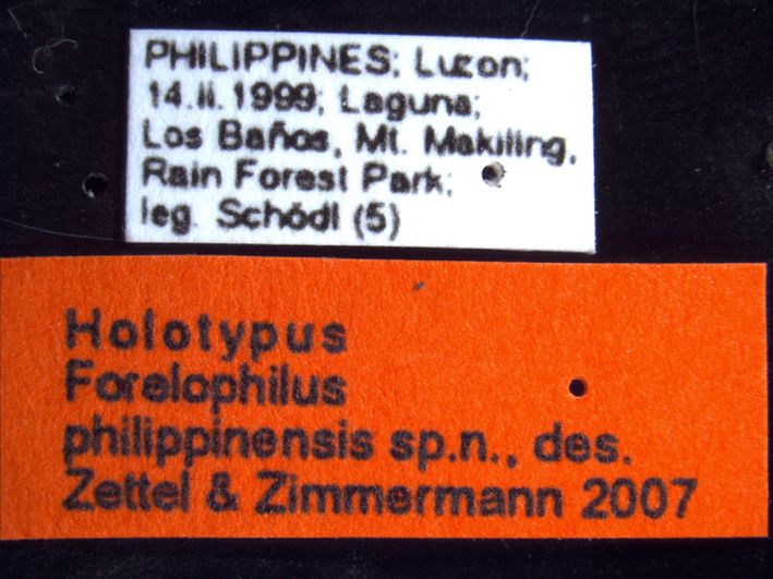 Forelophilus philippinensis minor Zettel & Zimmermann, 2007 Label