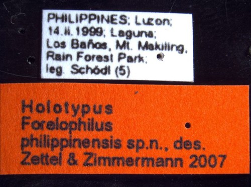 Forelophilus philippinensis minor Zettel & Zimmermann, 2007 Label
