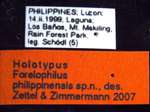 Forelophilus philippinensis minor Zettel & Zimmermann, 2007 Label