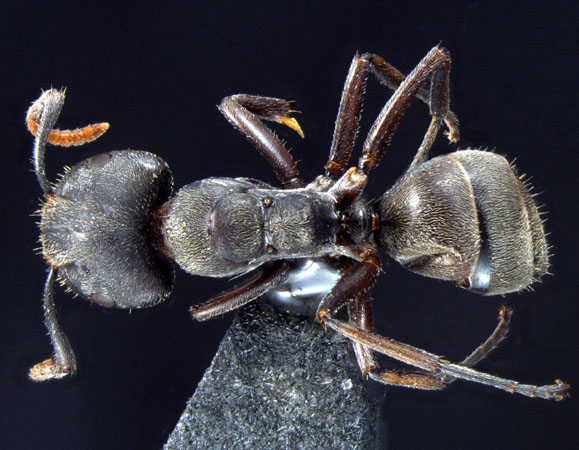 Forelophilus stefanschoedli major Zettel & Zimmermann, 2007 dorsal