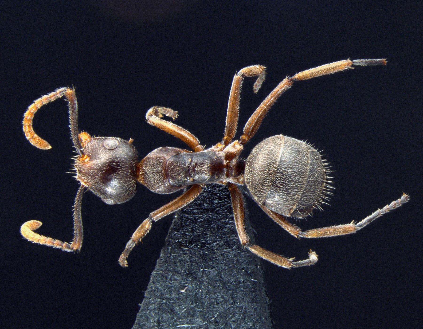 Forelophilus stefanschoedli minor Zettel & Zimmermann, 2007 dorsal