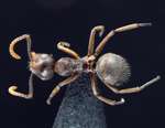 Forelophilus stefanschoedli minor Zettel & Zimmermann, 2007 dorsal