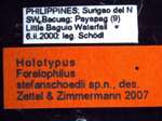 Forelophilus stefanschoedli minor Zettel & Zimmermann, 2007 Label