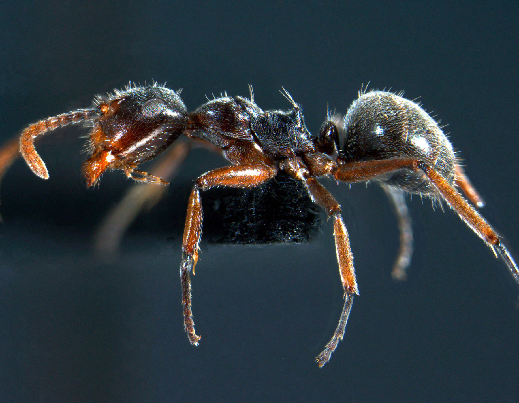 Forelophilus stefanschoedli minor Zettel & Zimmermann, 2007 lateral