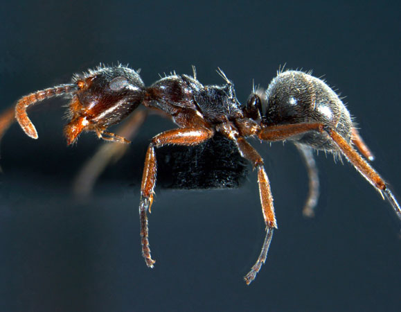 Forelophilus stefanschoedli minor Zettel & Zimmermann, 2007 lateral
