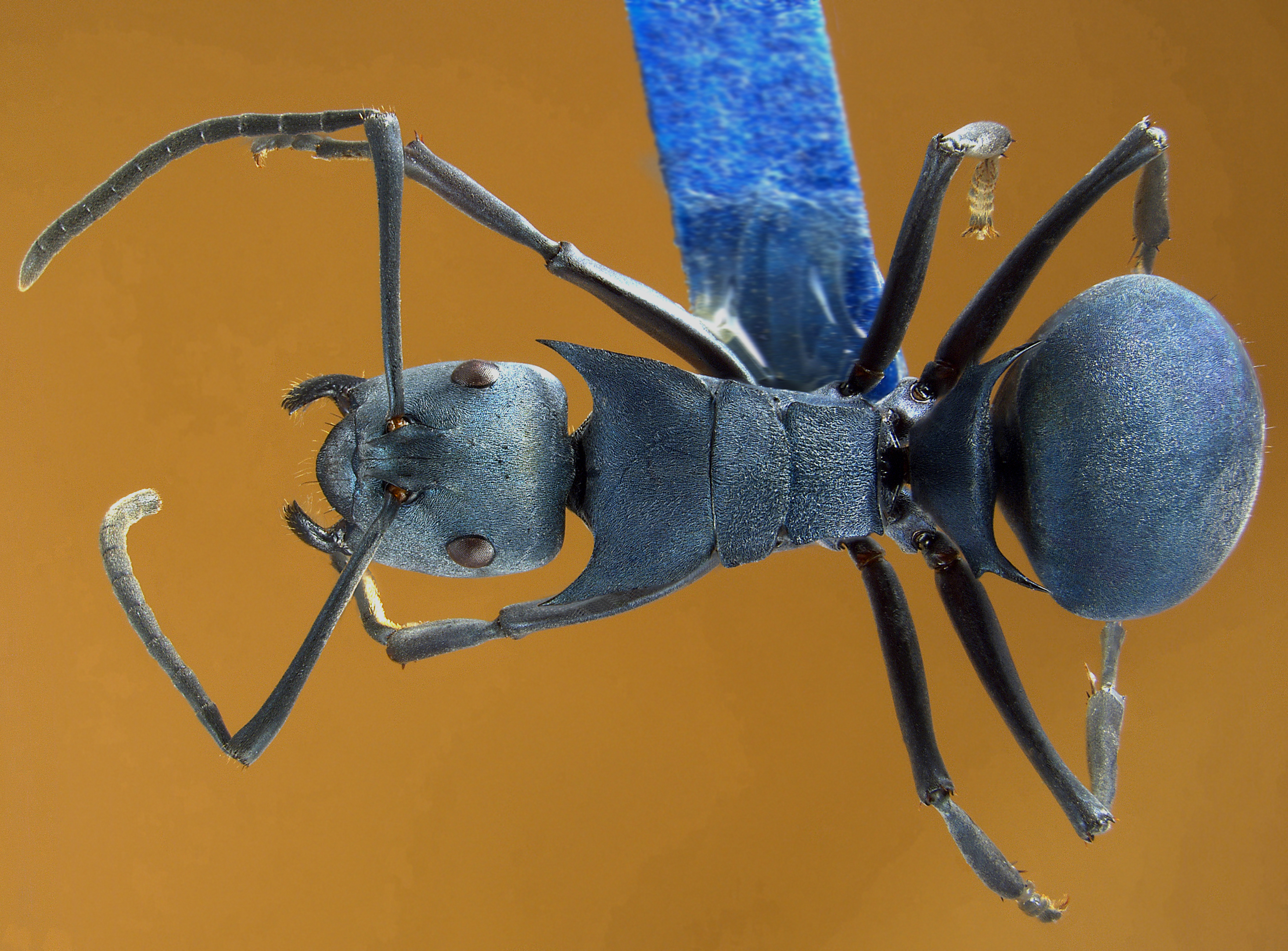 Polyrhachis baca Sorger & Zettel, 2009 dorsal