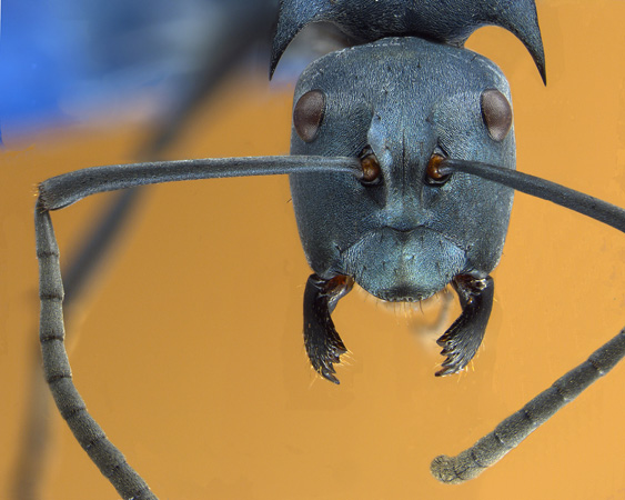 Polyrhachis baca Sorger & Zettel, 2009 frontal