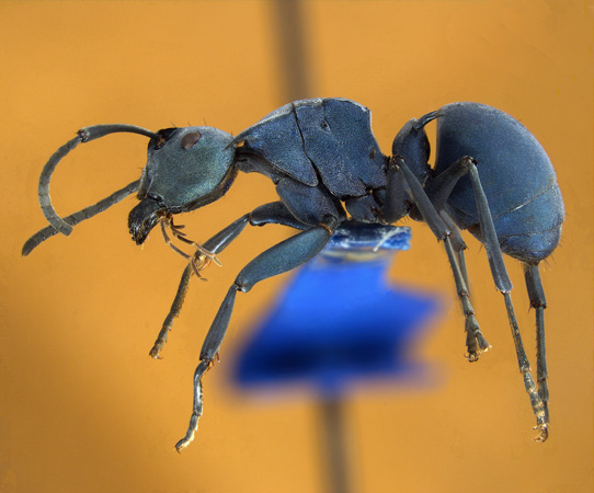 Polyrhachis baca Sorger & Zettel, 2009 lateral