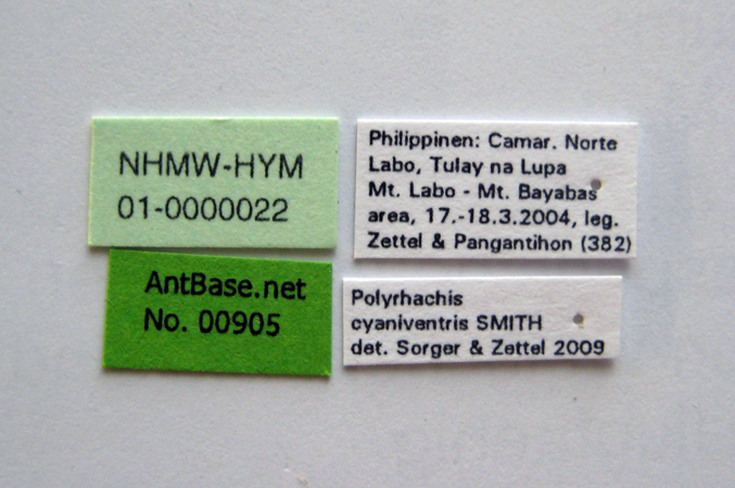 Polyrhachis cyaniventris Smith, 1858 Label