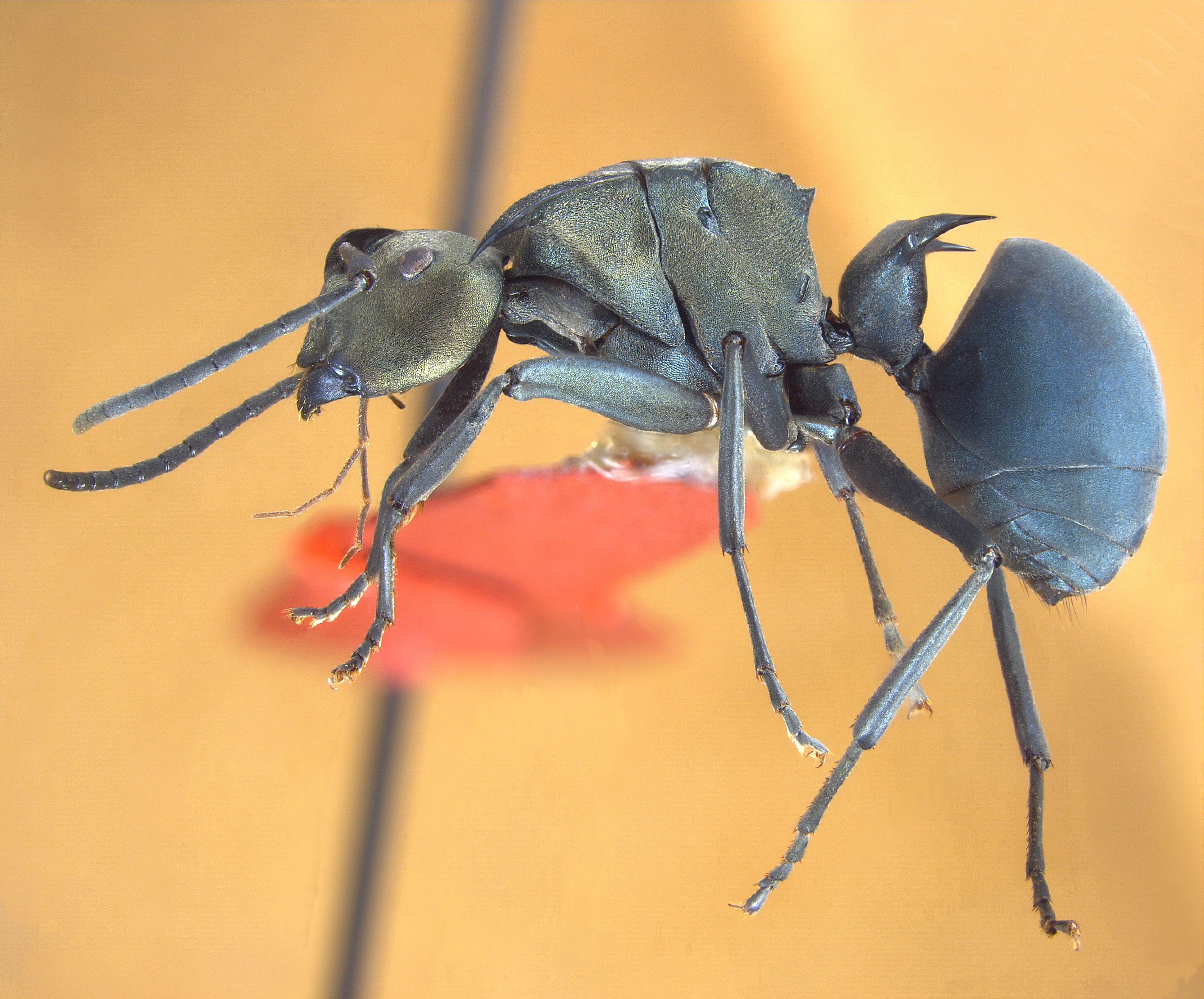 Polyrhachis pirata Sorger & Zettel, 2009 lateral