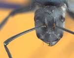 Polyrhachis sp. "Hikdop-gyne" dorsal