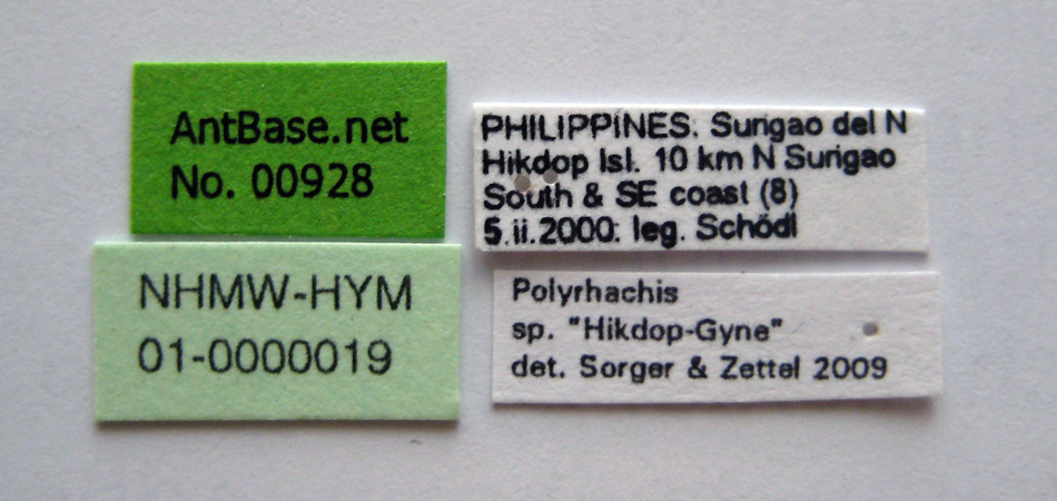 Polyrhachis sp. "Hikdop-gyne" Label