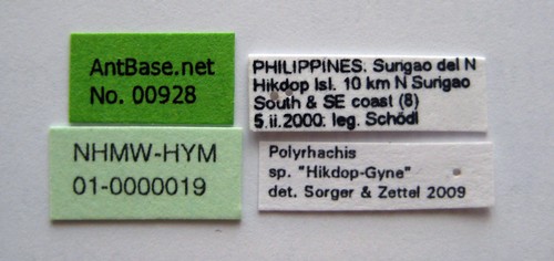 Polyrhachis sp. "Hikdop-gyne" Label