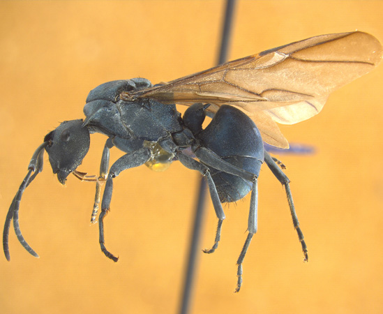Polyrhachis sp. "Hikdop-gyne" lateral
