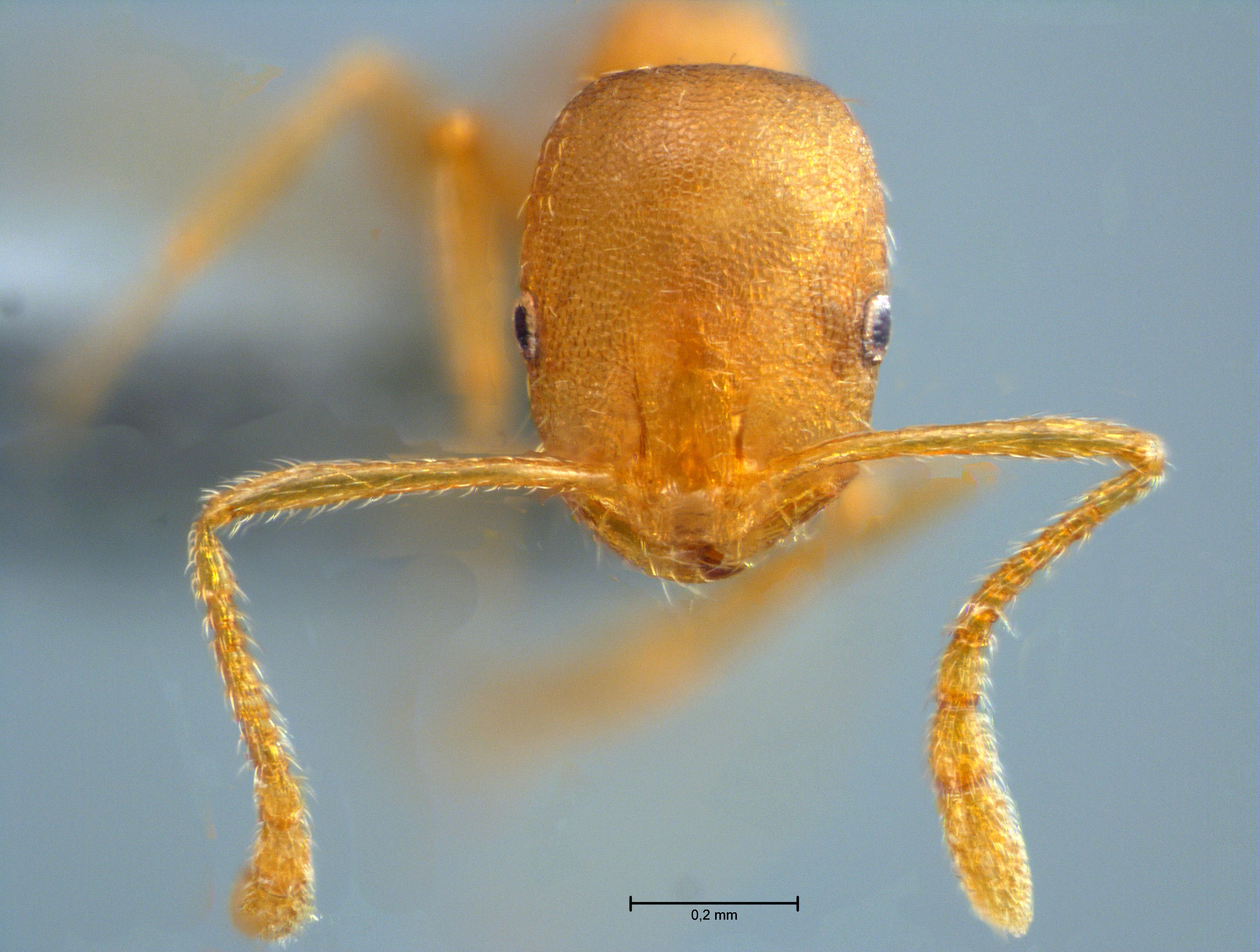 Monomorium pharaonis Linnaeus,1758 frontal