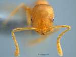 Monomorium pharaonis Linnaeus,1758 frontal