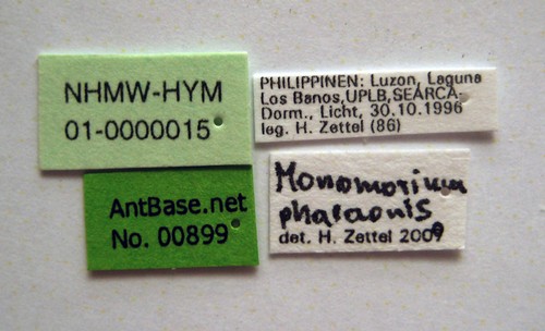 Monomorium pharaonis Linnaeus,1758 Label
