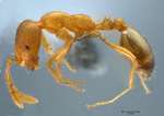 Monomorium pharaonis Linnaeus,1758 lateral