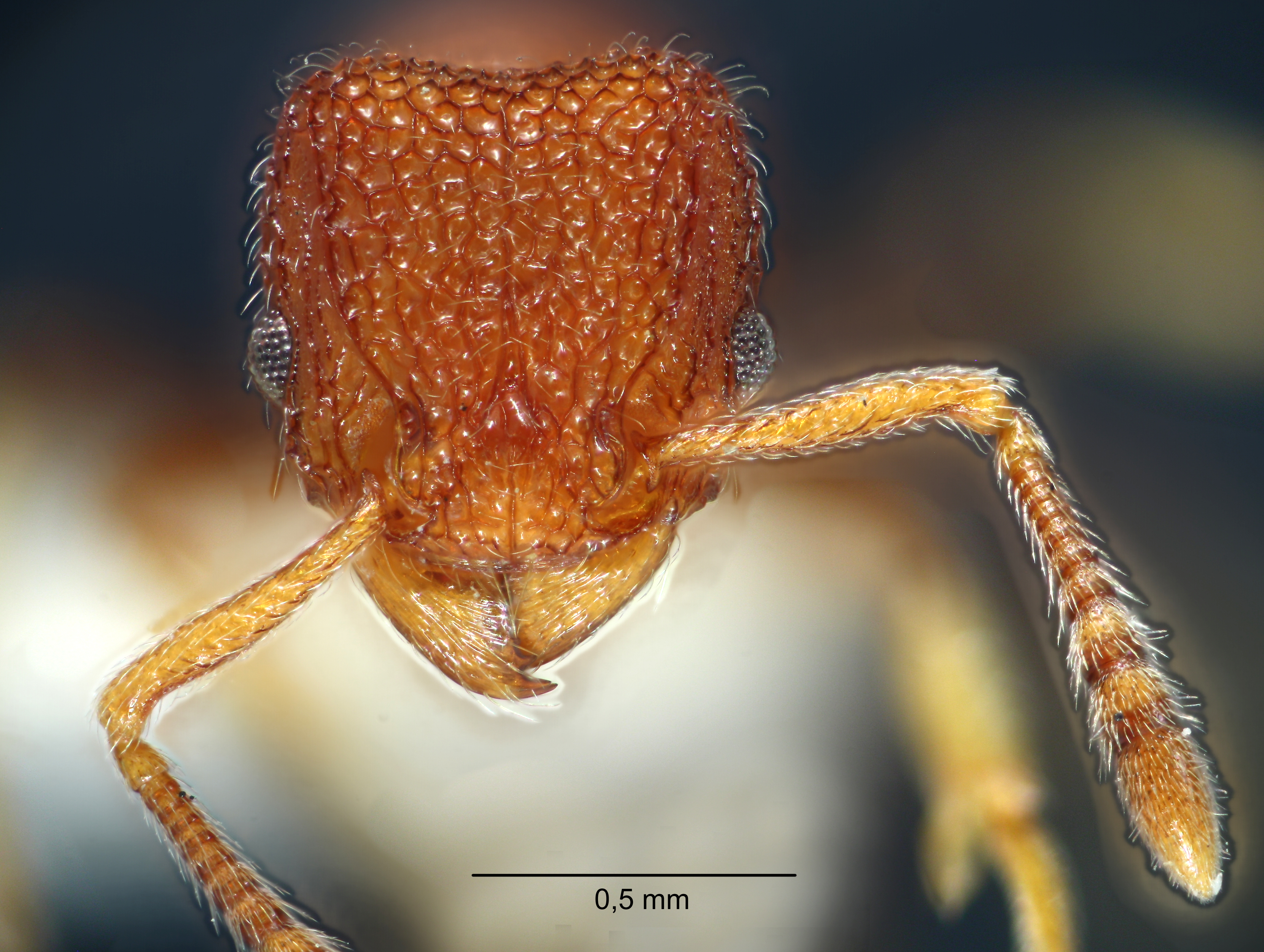 Tetramorium chapmani Bolton, 1977 frontal
