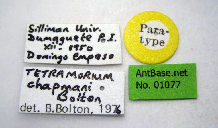 Tetramorium chapmani Bolton, 1977 Label