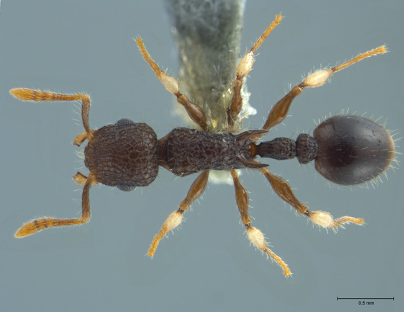 Vombisidris philippina Sorger & Zettel, 2009 dorsal