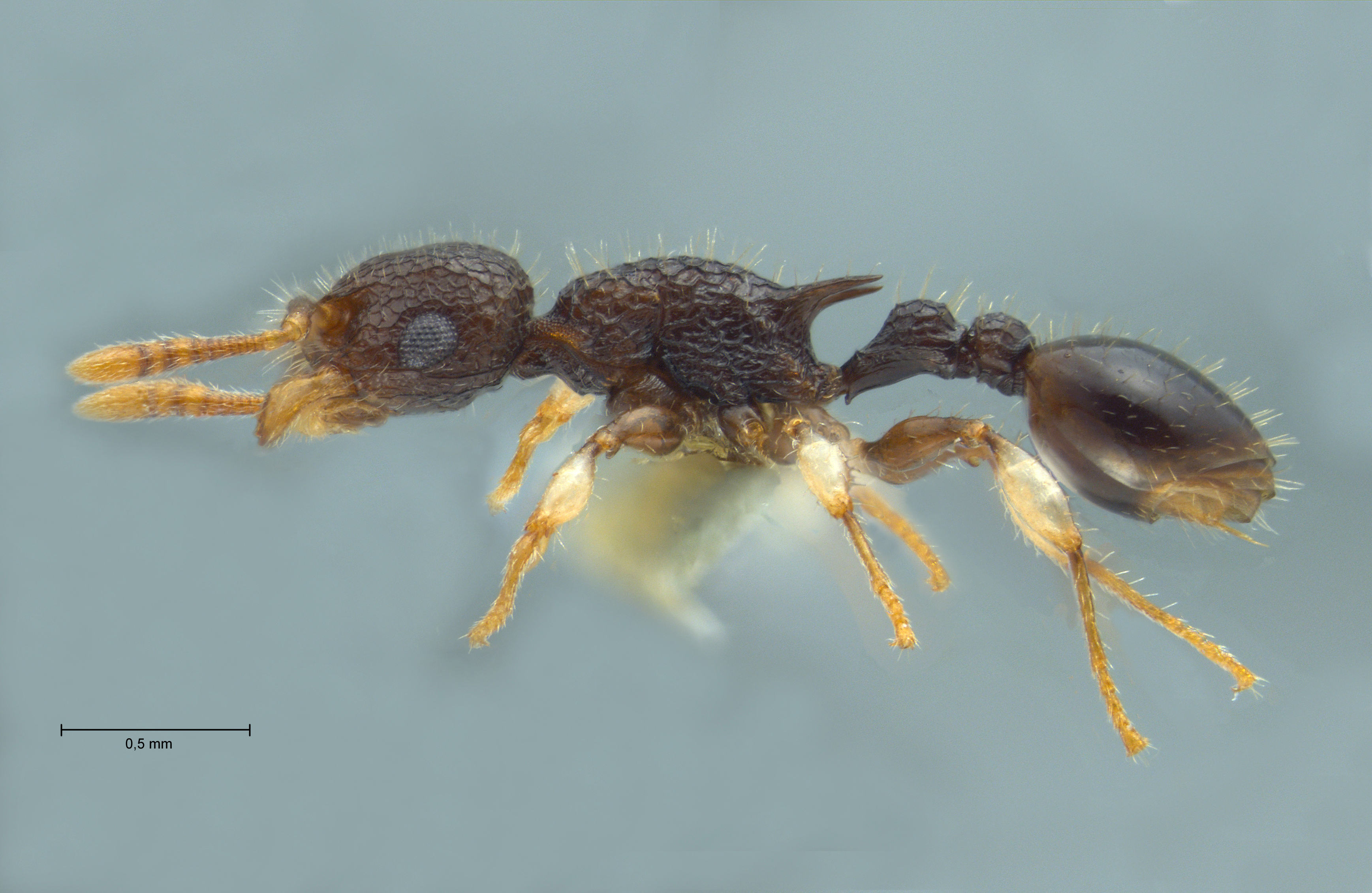 Vombisidris philippina Sorger & Zettel, 2009 lateral