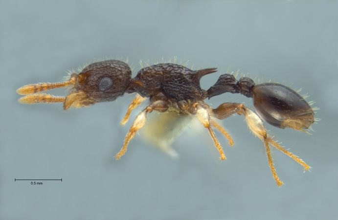 Vombisidris philippina Sorger & Zettel, 2009 lateral