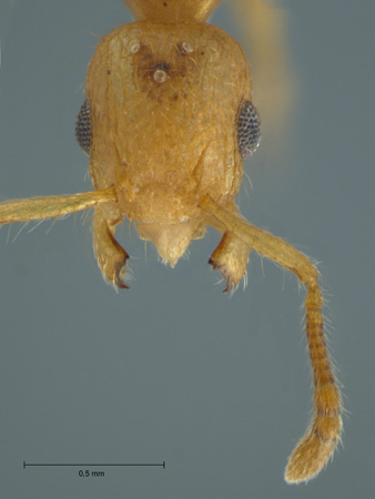 Vombisidris sp frontal
