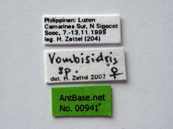 Vombisidris sp Label