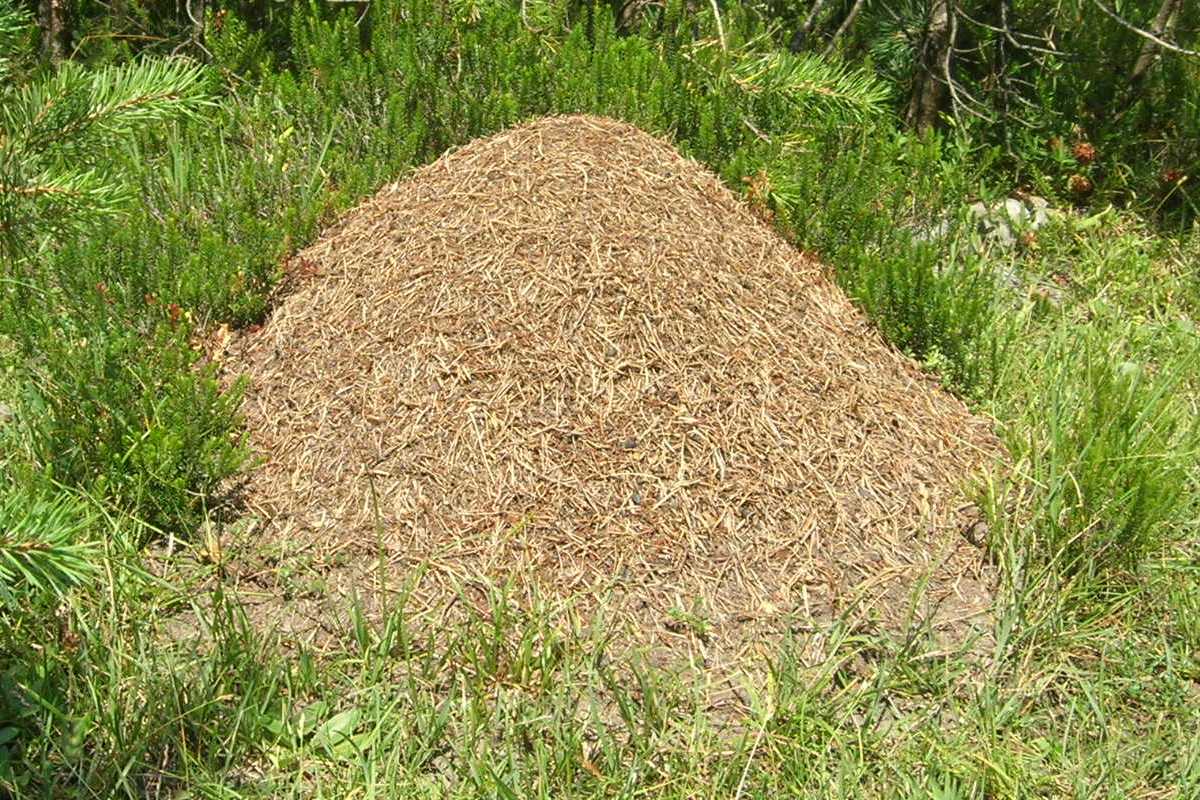 ant hill