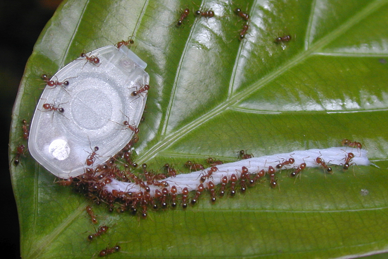 ant-picnic-camponotus