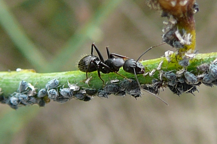 Camponotus