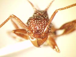 Acanthomyrmex ferrox frontal