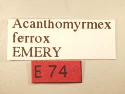 Acanthomyrmex ferrox Etikett