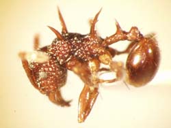 Acanthomyrmex ferrox seitlich