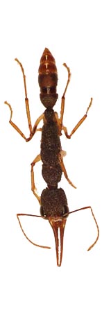 Harpegnathos top view