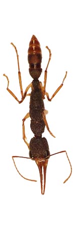 Harpegnathos 