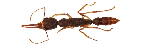 Harpegnathos 