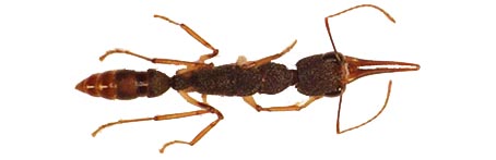 Harpegnathos top view