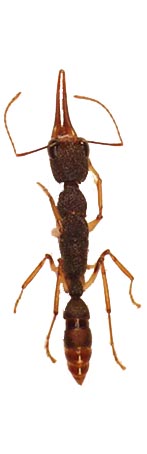 Harpegnathos top view