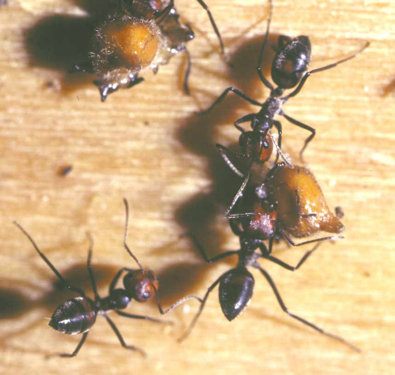 Colobopsis fressen am Elaiosom von Globba pendula.