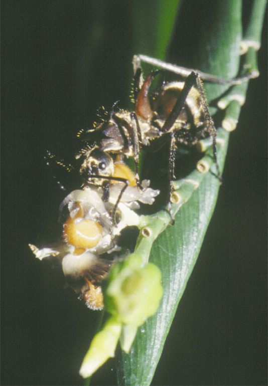 Polyrhachis auf Globba franciscii