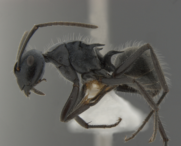  Polyrhachis kohouti
  lateral