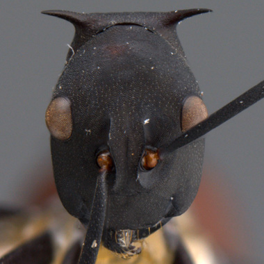 Polyrhachis armata