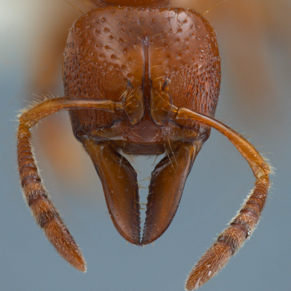 Centromyrmex feae