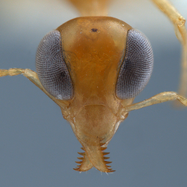 Centromyrmex feae