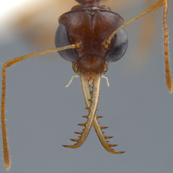 Gesomyrmex kalshoveni