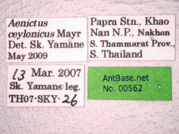 Aenictus ceylonicus Mayr, 1866 Label