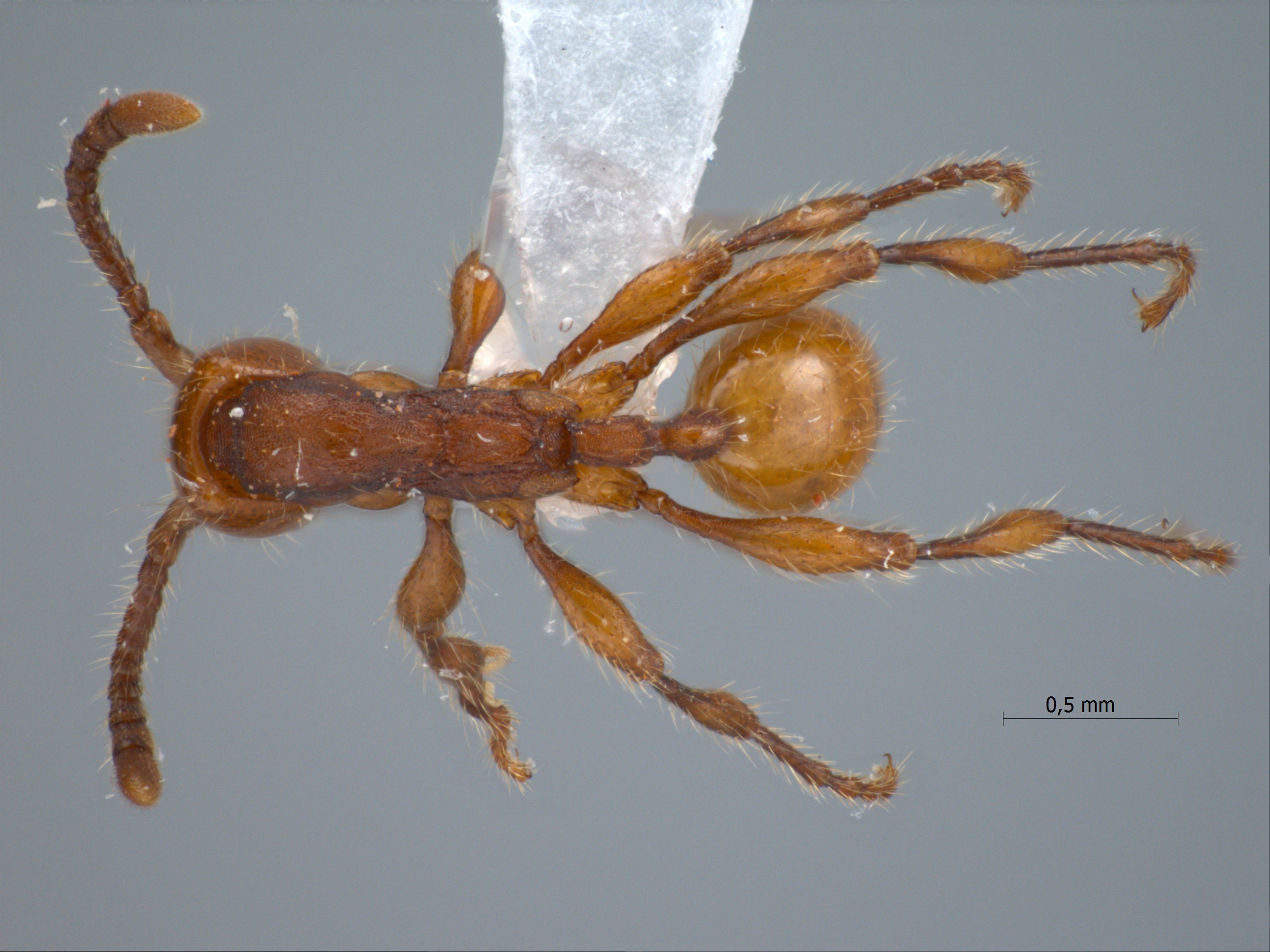 Aenictus thailandianus Terayama & Kubota, 1993 dorsal
